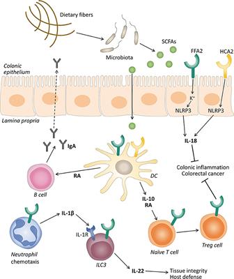 Participation of Short-Chain Fatty Acids and Their Receptors in Gut Inflammation and Colon Cancer